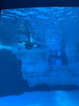 アソビュー！ポイントに投稿された画像（2025/3/26）