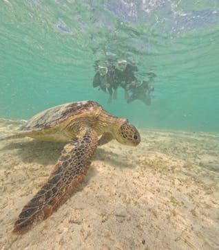 nico 宮古島に投稿された画像（2025/3/26）