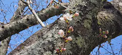円応寺参道の桜・お花見に投稿された画像（2025/3/26）