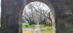 円応寺参道の桜・お花見に投稿された画像（2025/3/26）