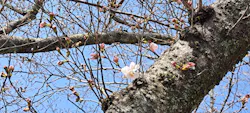円応寺参道の桜・お花見に投稿された画像（2025/3/26）