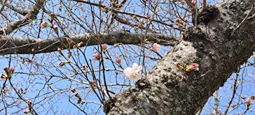 円応寺参道の桜・お花見に投稿された画像（2025/3/26）