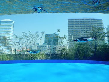 サンシャイン水族館に投稿された画像（2025/3/26）