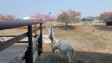 熊谷天然温泉　花湯スパリゾートに投稿された画像（2025/3/26）