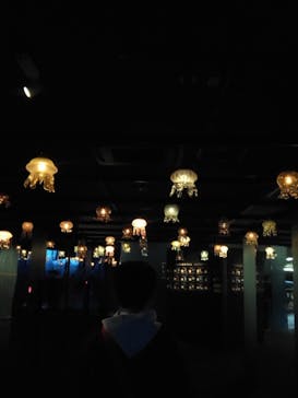 京都水族館に投稿された画像（2025/3/26）