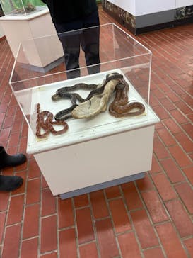 おきなわワールドに投稿された画像（2025/3/26）