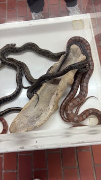 おきなわワールドに投稿された画像（2025/3/26）