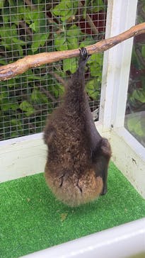 おきなわワールドに投稿された画像（2025/3/26）