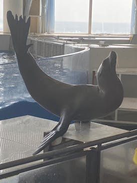 アクアワールド茨城県大洗水族館に投稿された画像（2025/3/26）