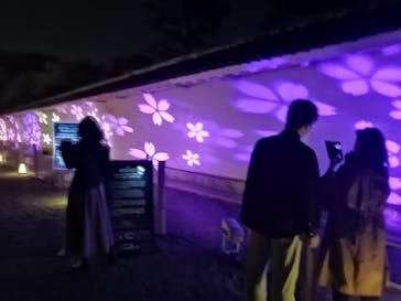 NAKED meets 二条城 2025 観月に投稿された画像（2025/3/26）