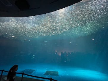 名古屋港水族館に投稿された画像（2025/3/26）