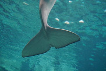 名古屋港水族館に投稿された画像（2025/3/26）