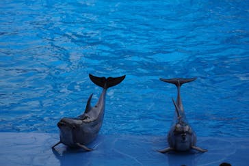 名古屋港水族館に投稿された画像（2025/3/26）