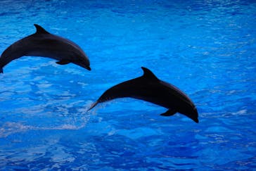 名古屋港水族館に投稿された画像（2025/3/26）