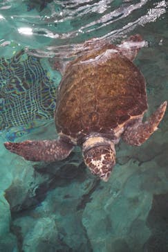 名古屋港水族館に投稿された画像（2025/3/26）