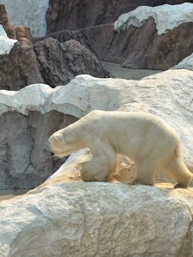恩賜上野動物園に投稿された画像（2025/3/26）