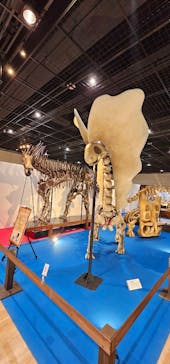 福井県立恐竜博物館に投稿された画像（2025/3/26）