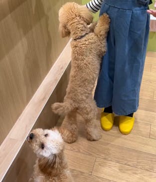 いぬカフェRio 仙台店に投稿された画像（2025/3/26）