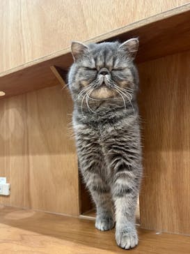 Cat Café MOFF イーアス沖縄豊崎店に投稿された画像（2025/3/26）