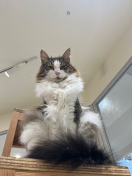 Cat Café MOFF イーアス沖縄豊崎店に投稿された画像（2025/3/26）