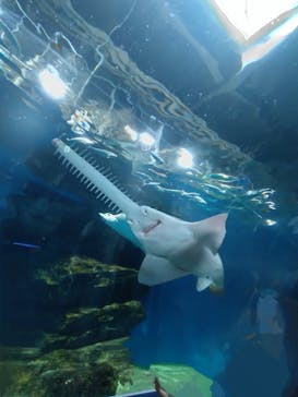 マクセル アクアパーク品川に投稿された画像（2025/3/26）