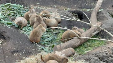 恩賜上野動物園に投稿された画像（2025/3/26）