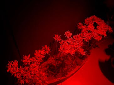 蜷川実花展 with EiM：彼岸の光、此岸の影 NINAGAWA Mika with EiM：Lights of the beyond, Shadows of this worldに投稿された画像（2025/3/26）