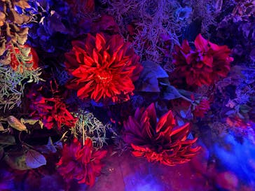 蜷川実花展 with EiM：彼岸の光、此岸の影 NINAGAWA Mika with EiM：Lights of the beyond, Shadows of this worldに投稿された画像（2025/3/26）