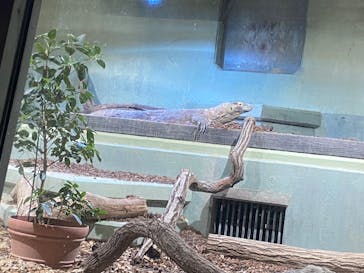 名古屋市東山動植物園に投稿された画像（2025/3/26）