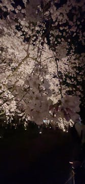 六義園に投稿された画像（2025/3/26）