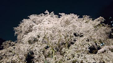 六義園に投稿された画像（2025/3/26）