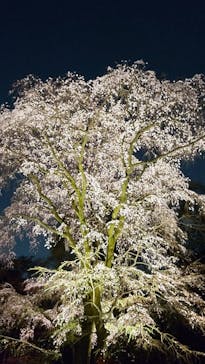 六義園に投稿された画像（2025/3/26）