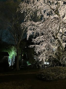 六義園に投稿された画像（2025/3/26）