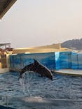 新江ノ島水族館に投稿された画像（2025/3/26）