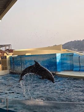 新江ノ島水族館に投稿された画像（2025/3/26）