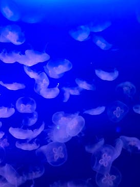 新江ノ島水族館に投稿された画像（2025/3/26）