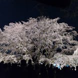 六義園に投稿された画像（2025/3/26）