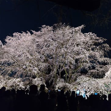 六義園に投稿された画像（2025/3/26）