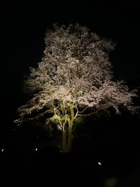 六義園に投稿された画像（2025/3/26）