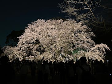 六義園に投稿された画像（2025/3/26）