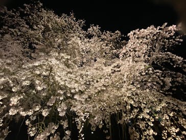 六義園に投稿された画像（2025/3/26）