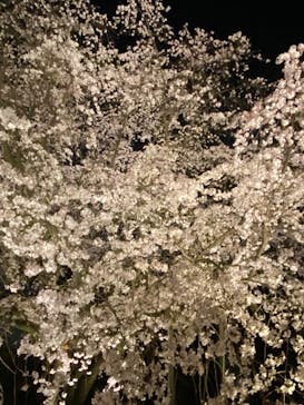 六義園に投稿された画像（2025/3/26）