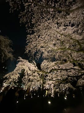 六義園に投稿された画像（2025/3/26）