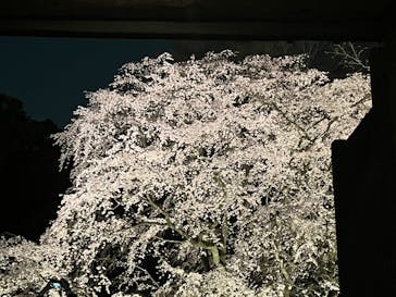 六義園に投稿された画像（2025/3/26）