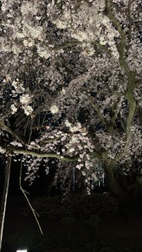 六義園に投稿された画像（2025/3/26）