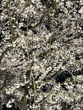 六義園に投稿された画像（2025/3/26）