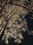 六義園に投稿された画像（2025/3/26）