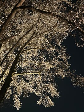 六義園に投稿された画像（2025/3/26）