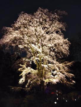 六義園に投稿された画像（2025/3/26）