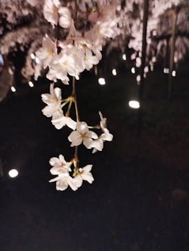 六義園に投稿された画像（2025/3/26）